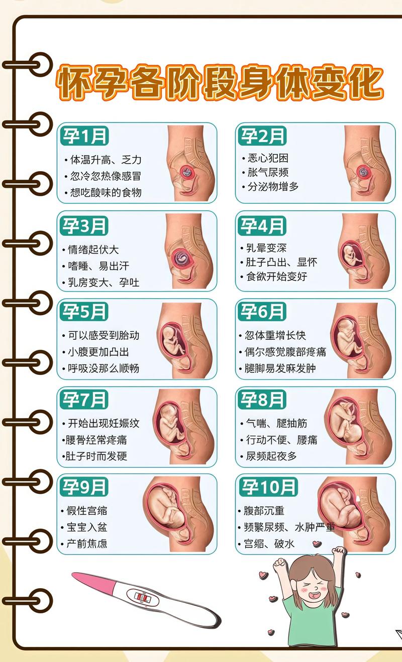 揭秘供卵代孕妈妈怀孕小腹分两节，孕期变化的奥秘酒泉代生机构: